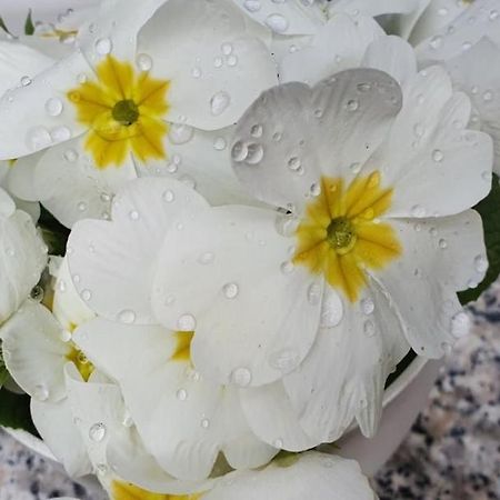 普拉Daisy公寓 外观 照片