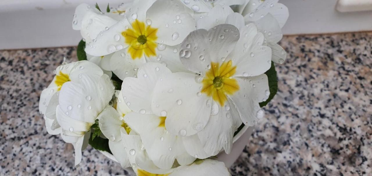 普拉Daisy公寓 外观 照片
